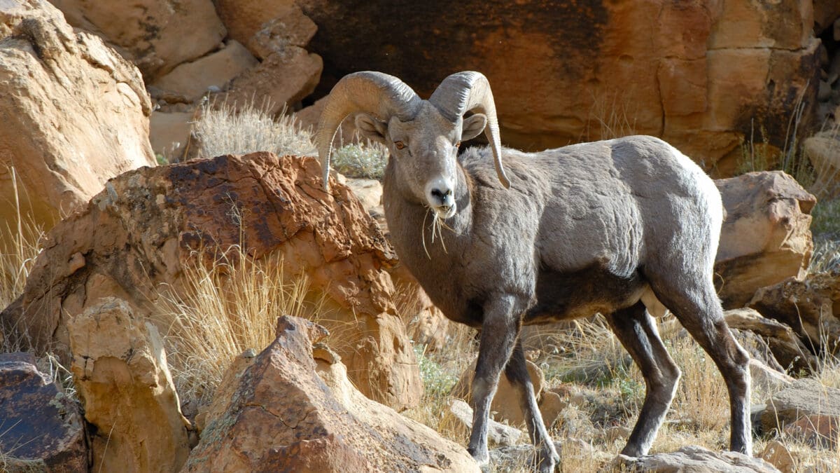 Utahn residents can apply for big game sportsman permits, including bighorn sheep, for the 2024 season on October 18.