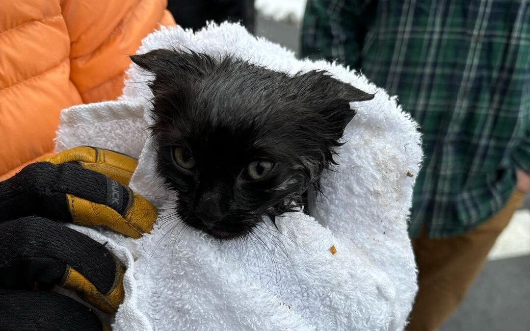 One of the two kittens rescued after being stuck in a sewer line