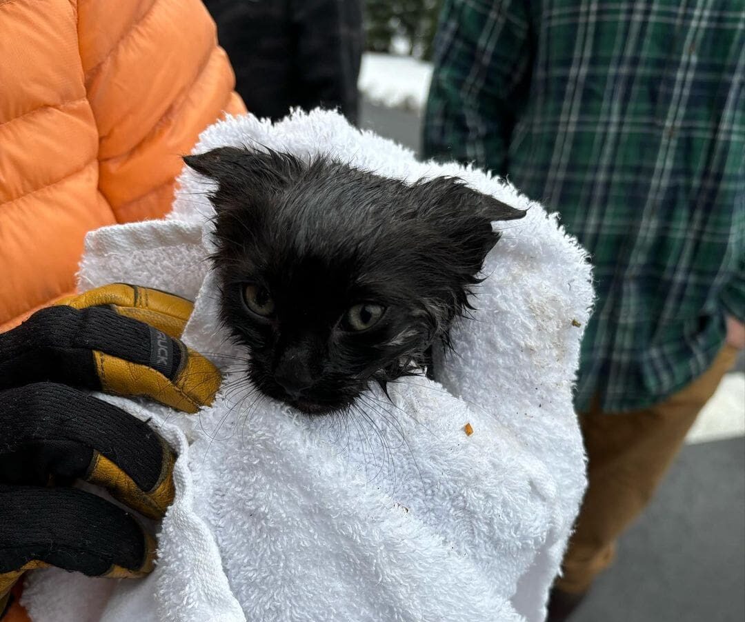 One of the two kittens rescued after being stuck in a sewer line