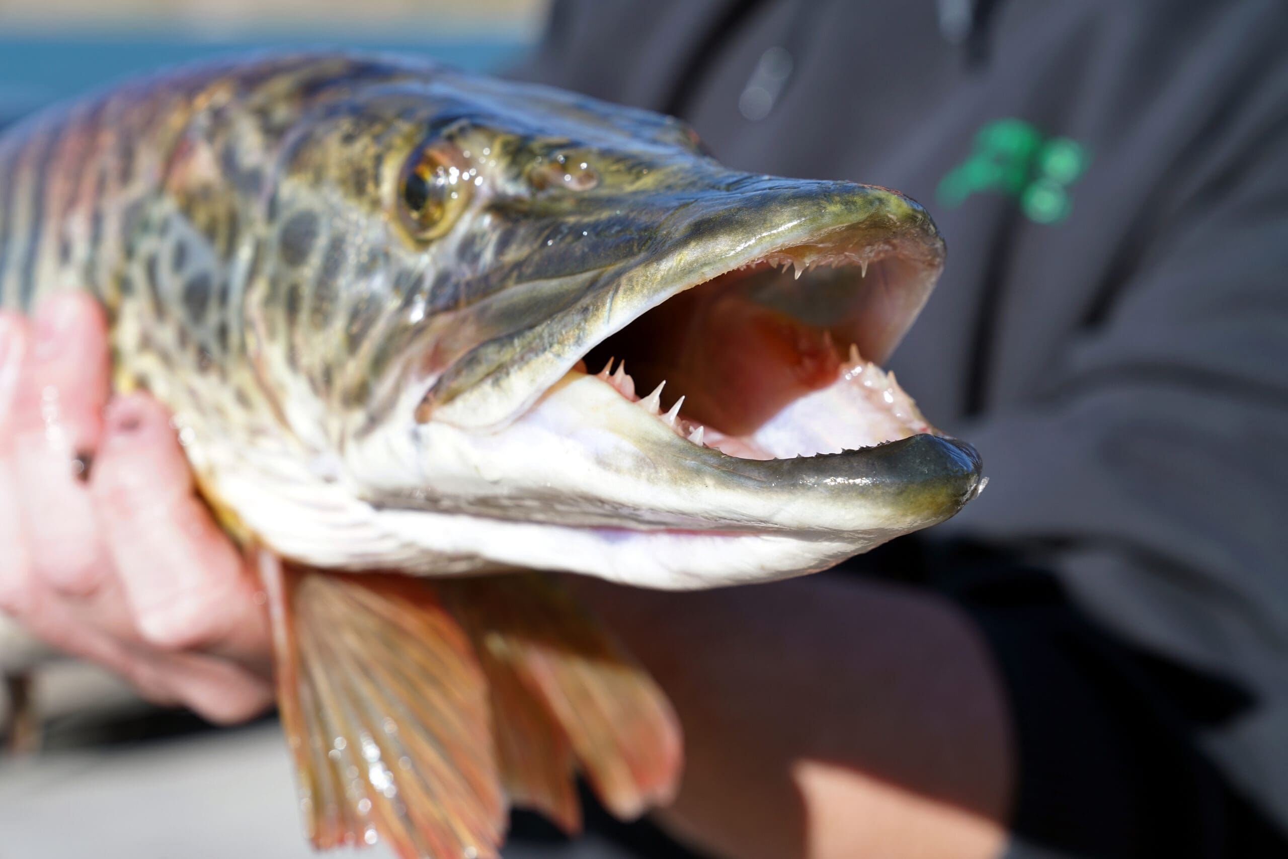 Angler alert: DWR achieves successful tiger muskie hatching and rearing with innovative approach - TownLift, Park City News