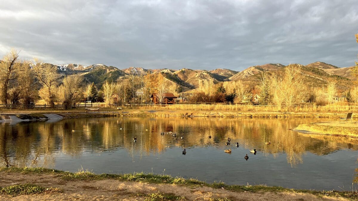 Ducks take over the dog pond — now closed to dogs — at Willow Creek Park, Monday, Nov. 6, 7:45 a.m., 43 degrees.