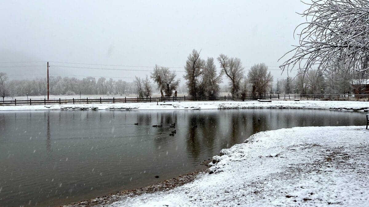 Snow falls on the Willow Creek Park pond as ducks paddle unperturbed, Nov. 7, 2023, 7:45 a.m., 32 degrees.