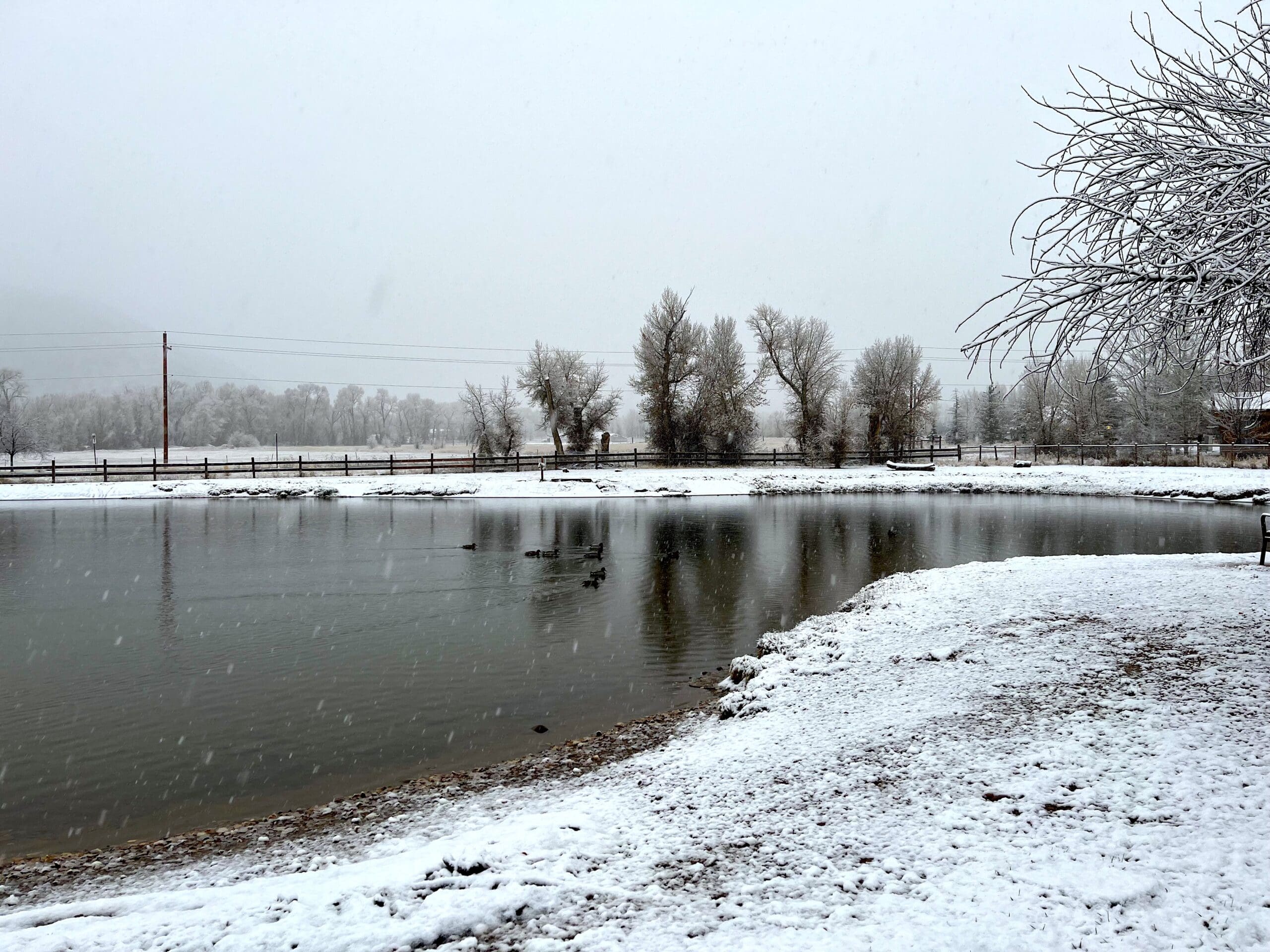 Snow falls on the Willow Creek Park pond as ducks paddle unperturbed, Nov. 7, 2023, 7:45 a.m., 32 degrees.