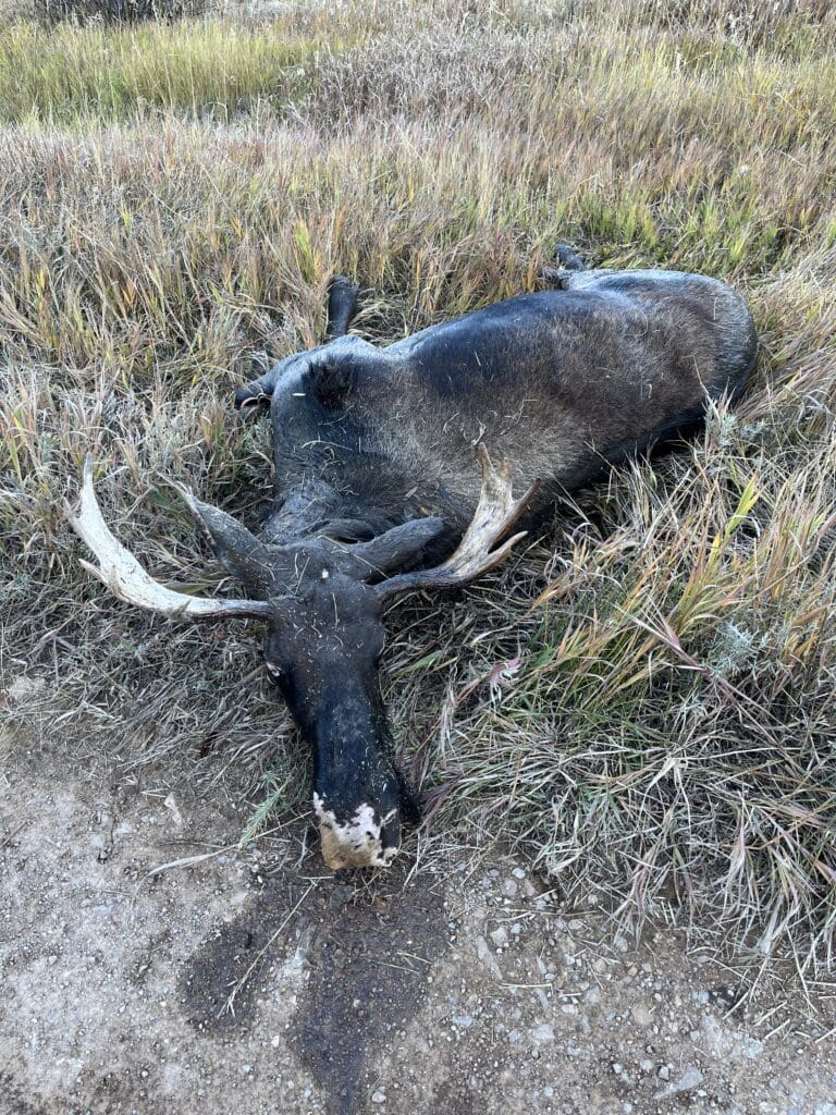  a bull moose that was killed in the Strawberry River Drainage in Wasatch County. Investigators estimated that the incident occurred sometime between Oct. 7-12. 