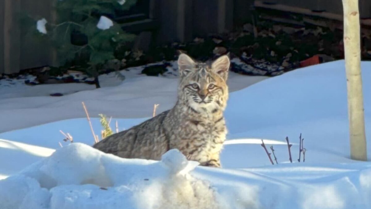 Curious Bobcat spies on construction workers