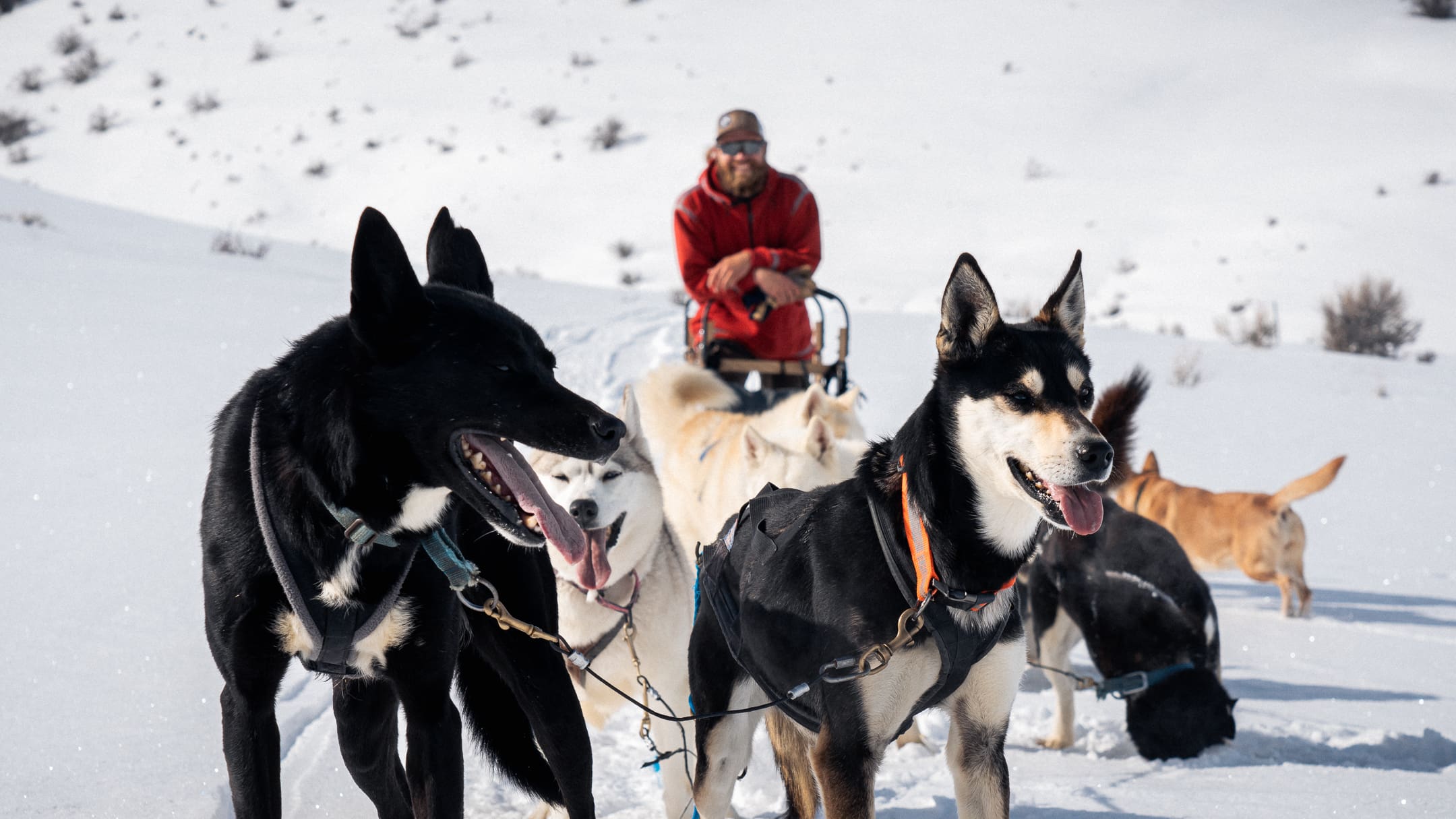 Dogs charging through fresh snow pulling sled