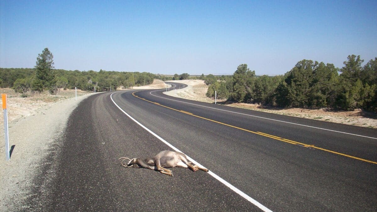 Dead Deer on Seep Ridge Road