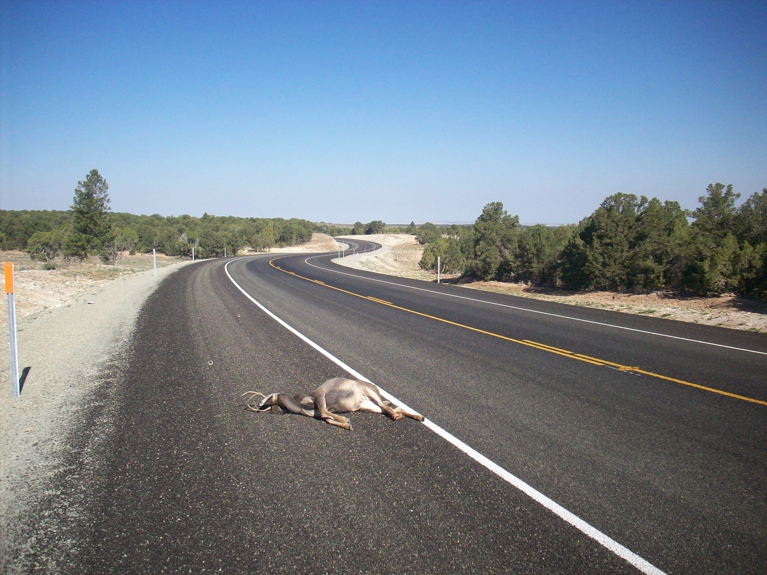 Dead Deer on Seep Ridge Road