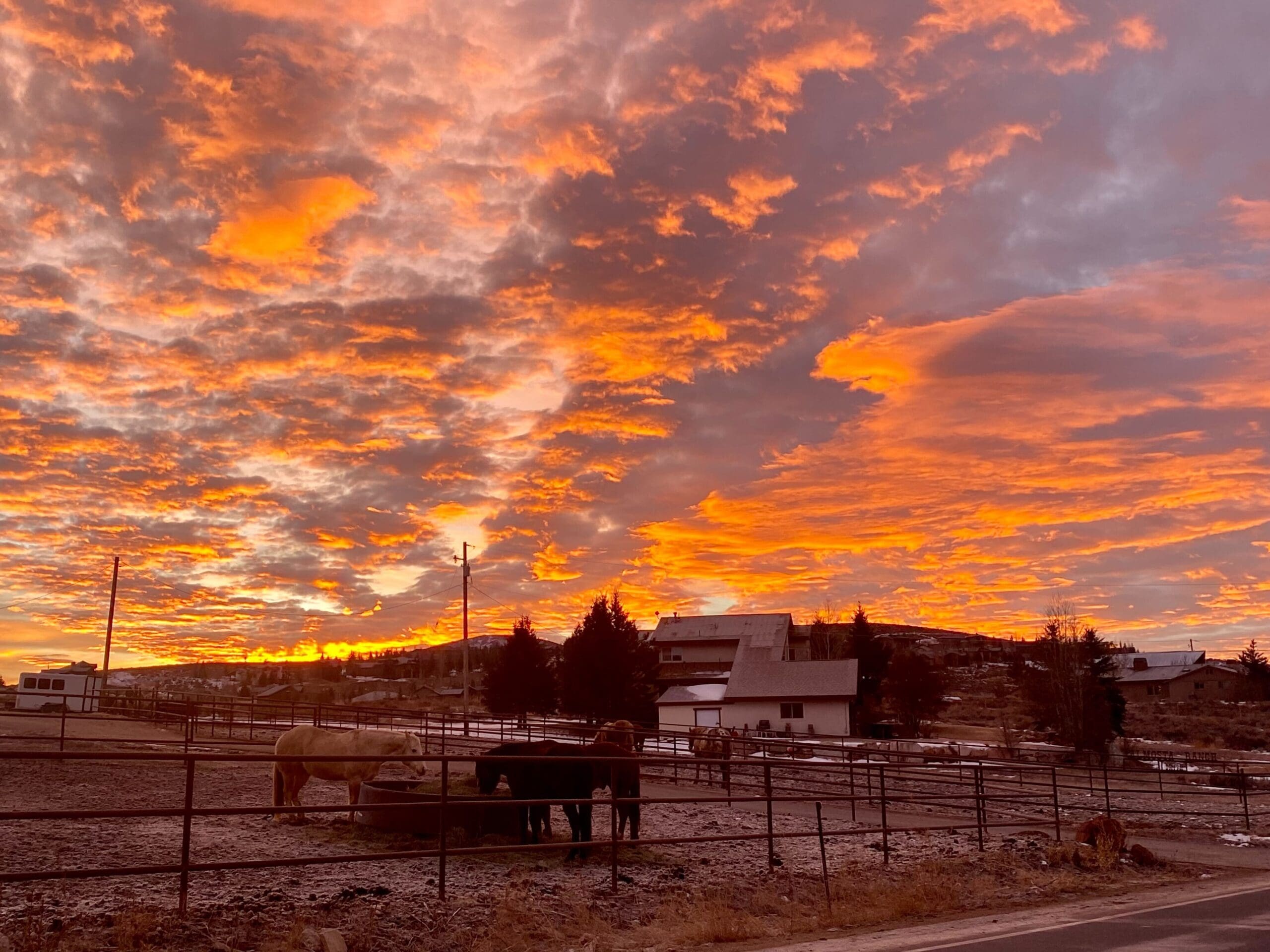 Horses basking in the sunrise light on Old Ranch Road