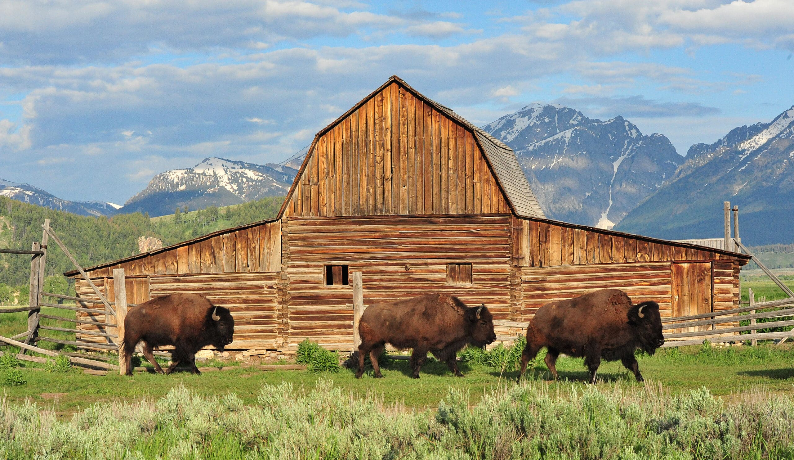 Buffalo on a farm near the Grand Tetons.