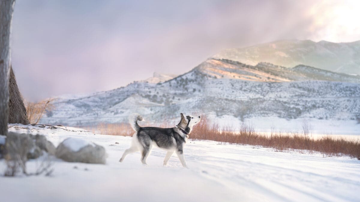 Husky in the Wasatch.
