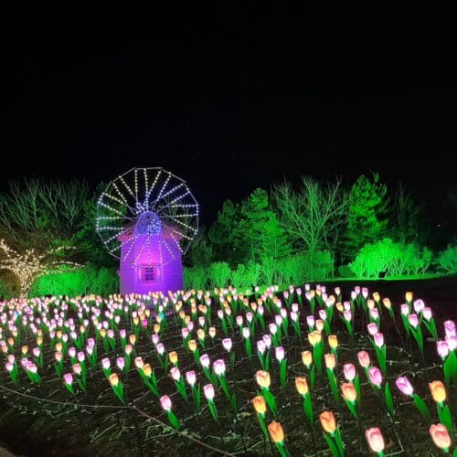 Luminaria tulip garden and windmill shine in the night