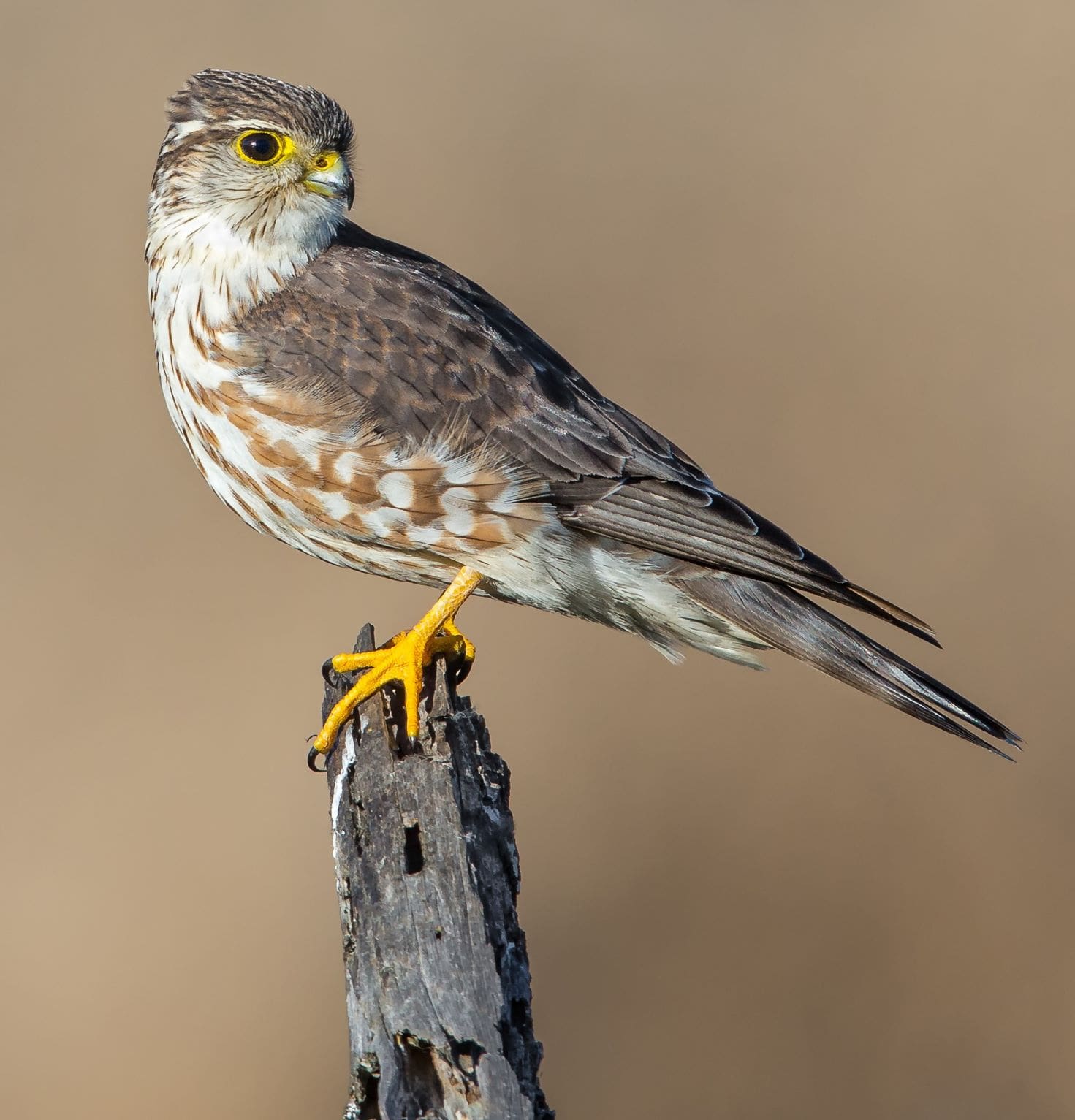 A Merlin is just one of the many new animals that will be provided care for at the new Park City Wildlife Rehab.