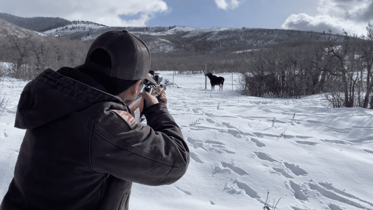 A Utah DWR biologist tranquilizes a moose for relocation, Jan. 26, 2024.