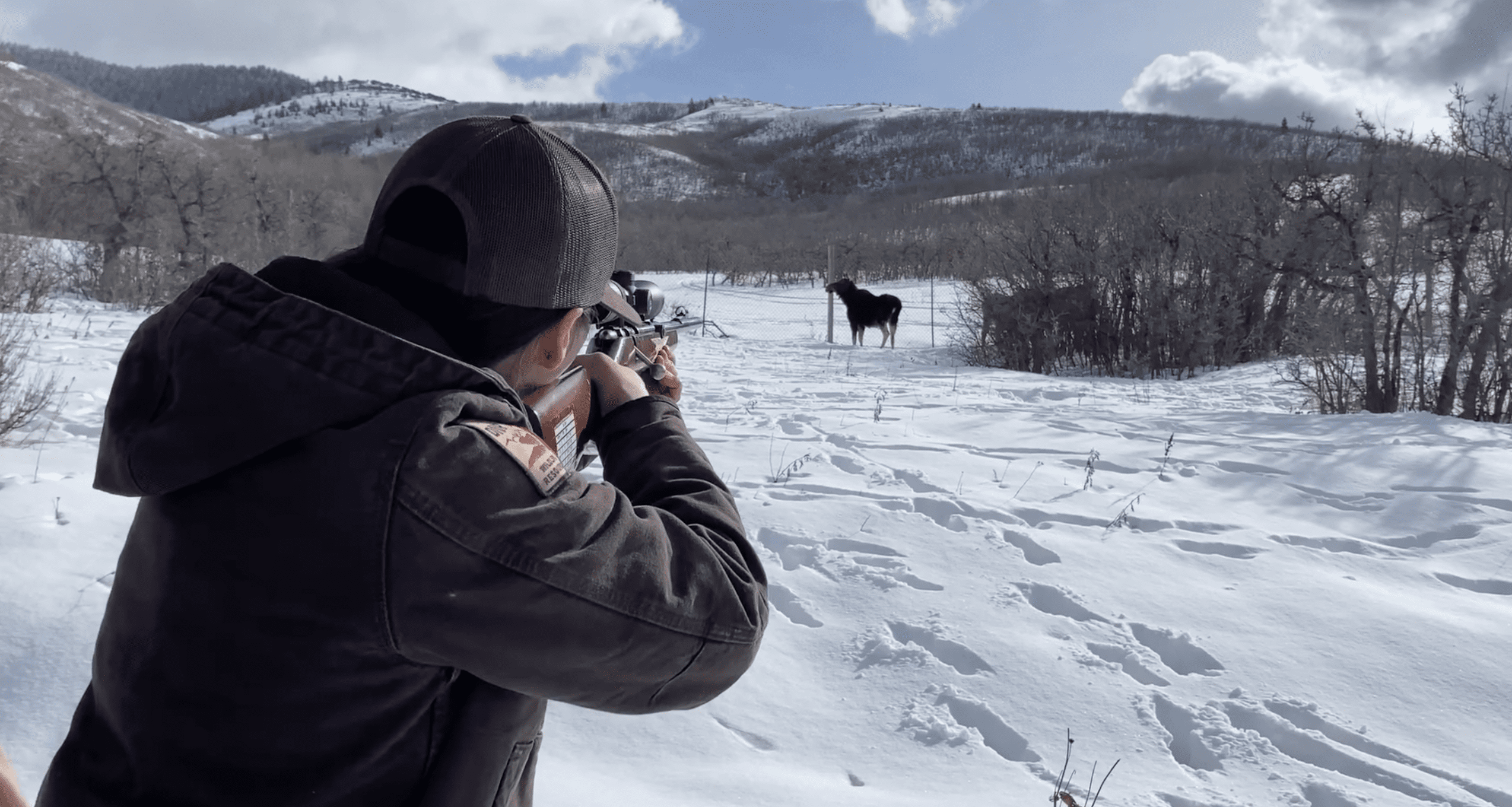 A Utah DWR biologist tranquilizes a moose for relocation, Jan. 26, 2024.