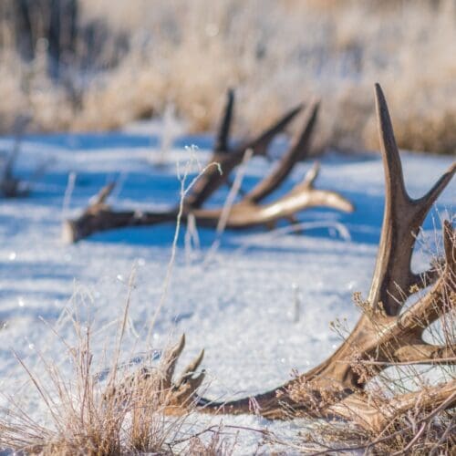 New legislative bill would add permit, fees, seasons to shed hunting in