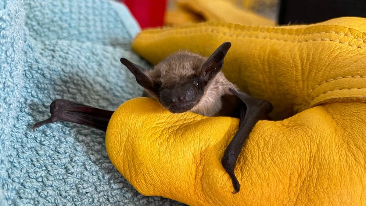 Bats will be added to the list of care that can be provided with the expansion of the Park City Hummingbird Hospital, now named, Park City Wildlife Rehab.
