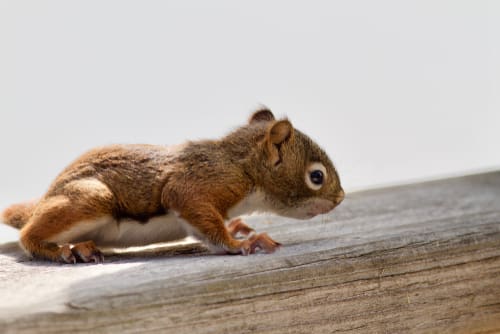 A baby squirrel is just one of the many new animals that will be provided care for at the new Park City Wildlife Rehab.