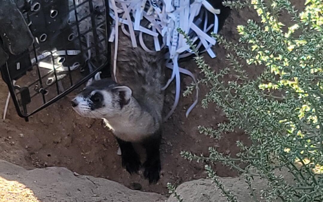 A black-footed ferret.