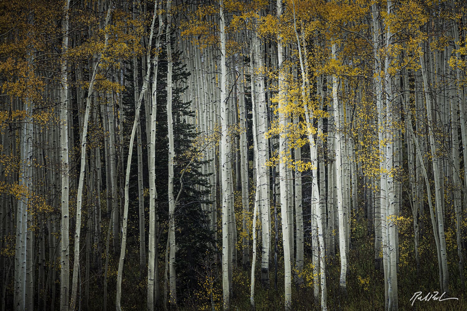 "Edge of the Aspens" by Richard Pick.