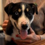 Juno is still available for adoption at Nuzzles and Co. Check their website for more information.