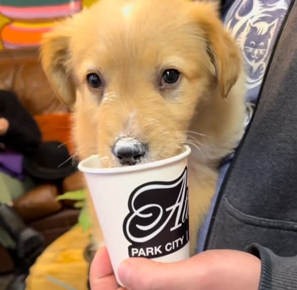 Pando enjoying his first pup cup at Atticus. Photo: Nuzzles &amp; Co.
