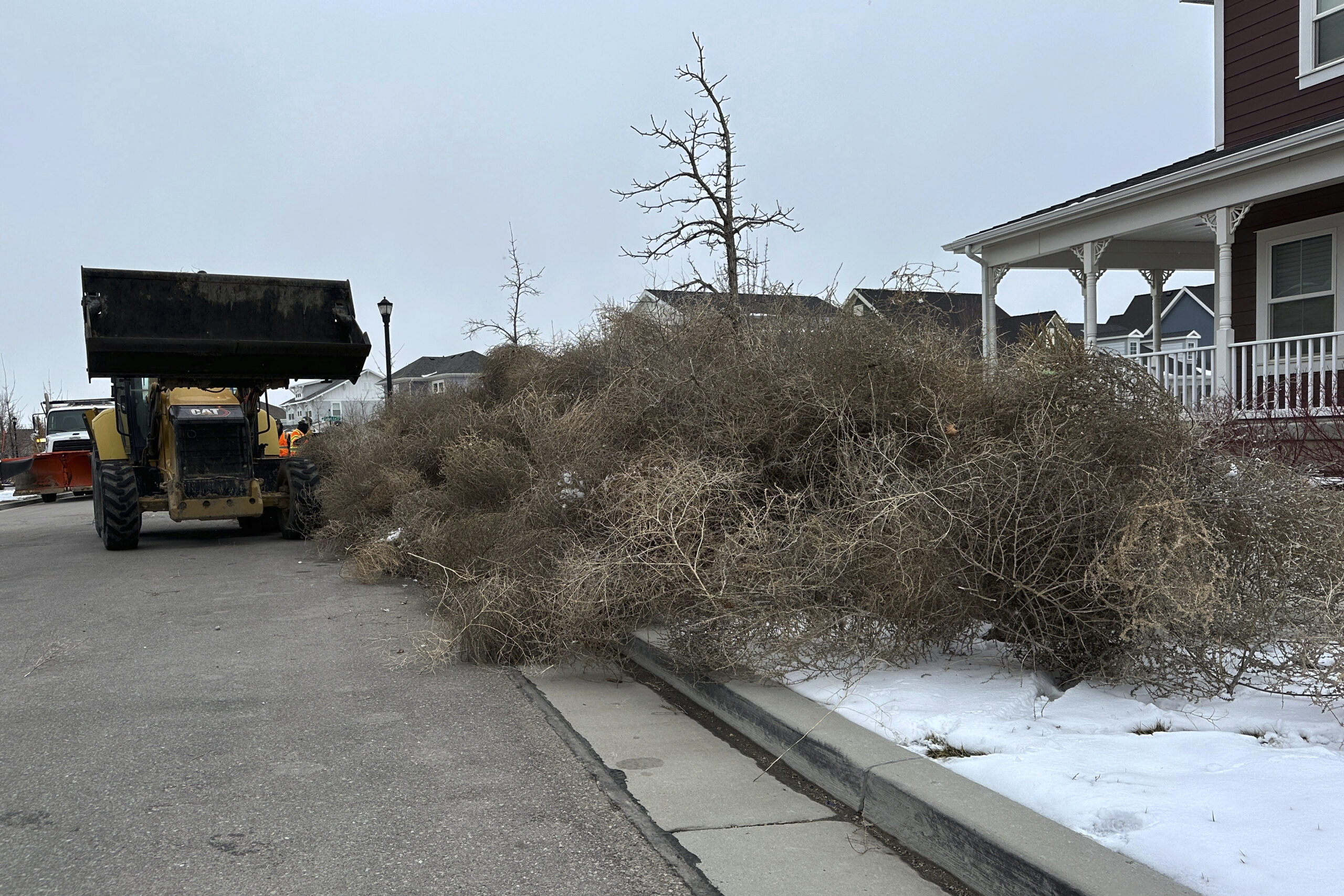 City workers clean up tumbleweeds in South Jordan, Utah, on Tuesday, March 5, 2024. The suburb of Salt Lake City was inundated with tumbleweeds after a weekend storm brought stiff winds to the area. The gnarled icon of the Old West rolled in over the weekend and kept rolling until blanketing some homes and streets in suburban Salt Lake City.