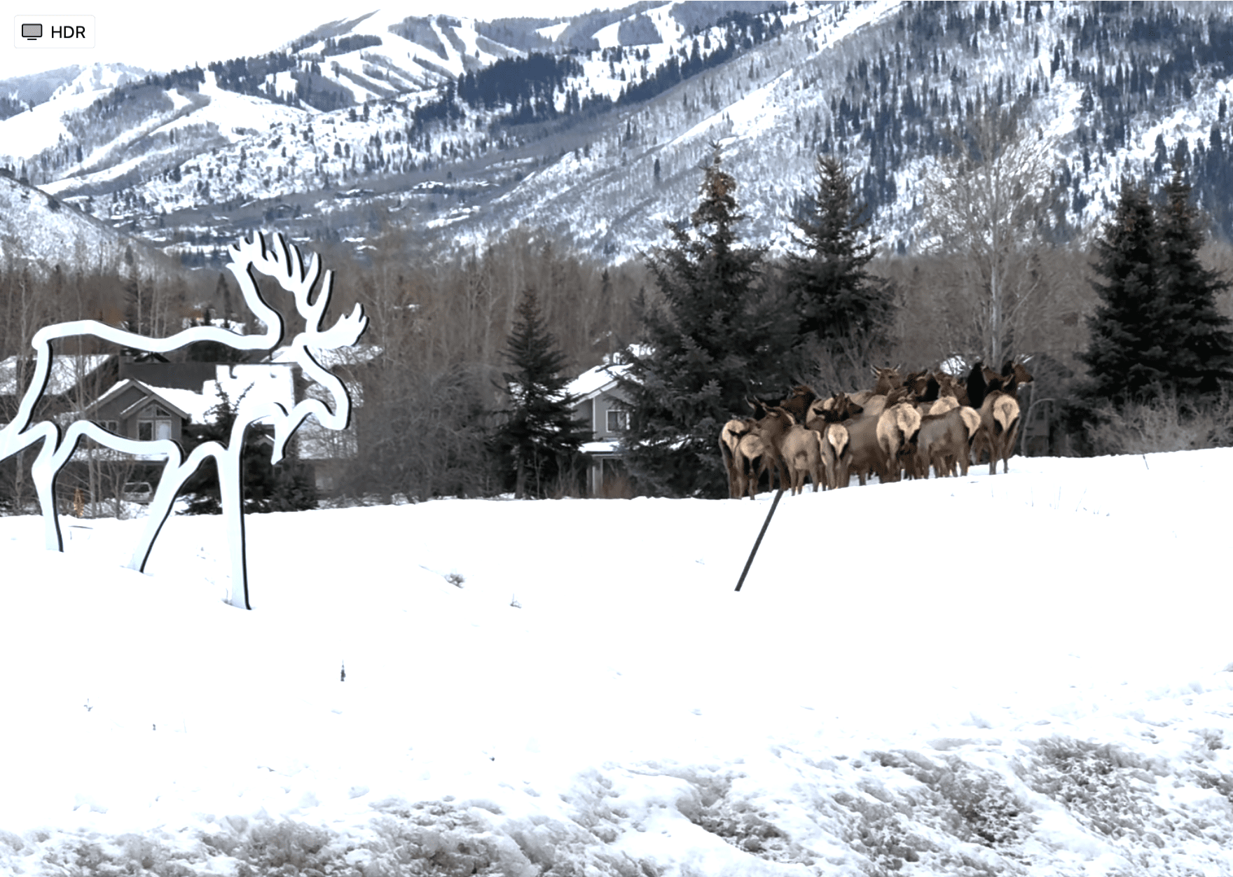 Resident elk herd by SPSW's wildlife silhouettes on 224 and Cutter Lane. Photo: Save People Save Wildlife