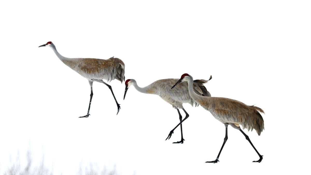 Sandhill Cranes walking in the snow in Summit County.