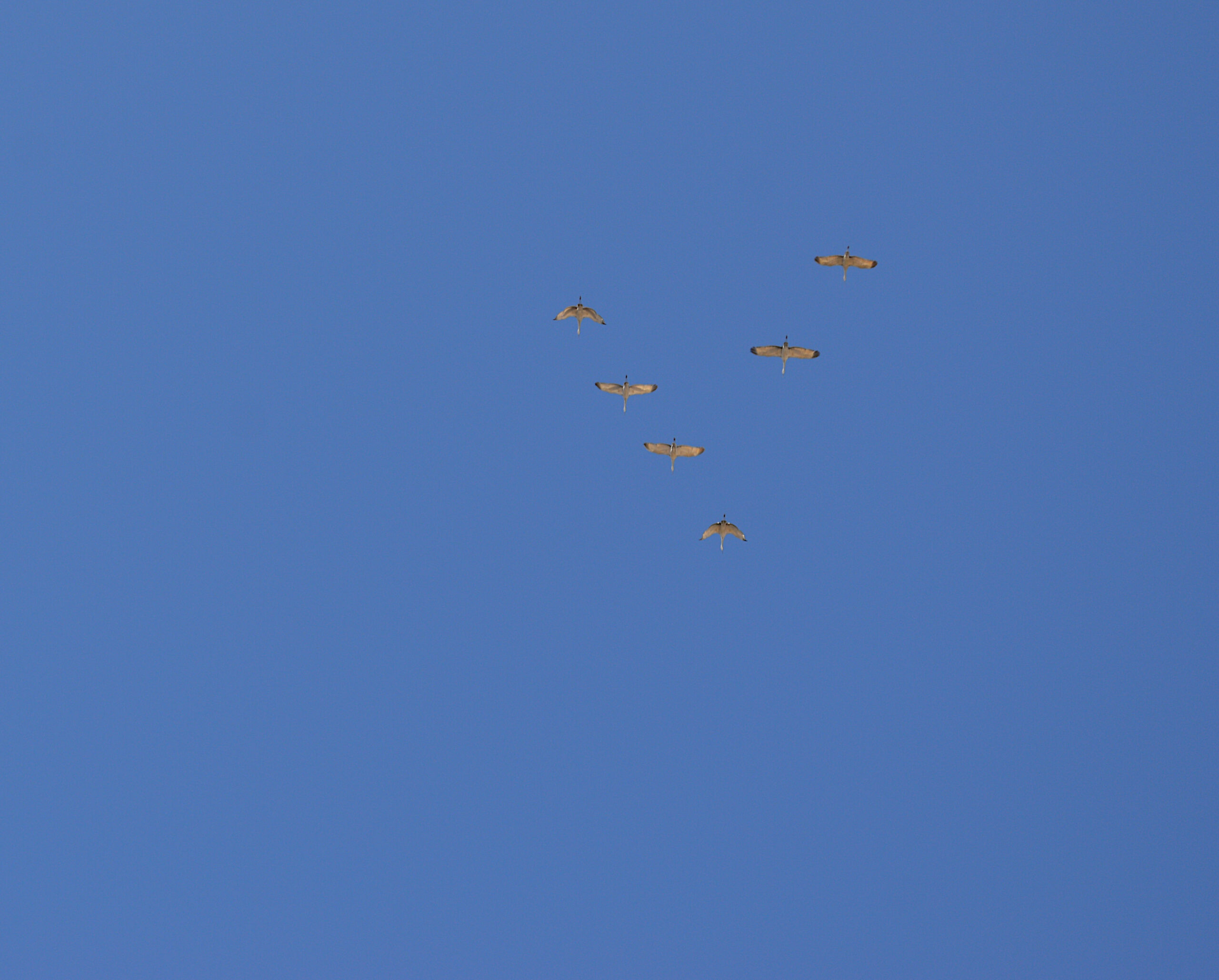 Sandhill cranes.