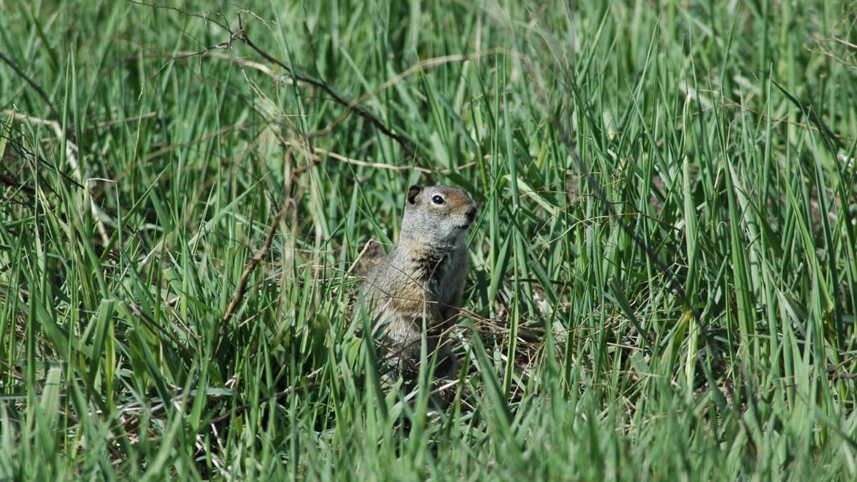 Uinta Ground Squirrels, or Potguts, are only active for a few months each year, during which they consume a diet of grass, seeds, and leaves, preparing for the next hibernation period.