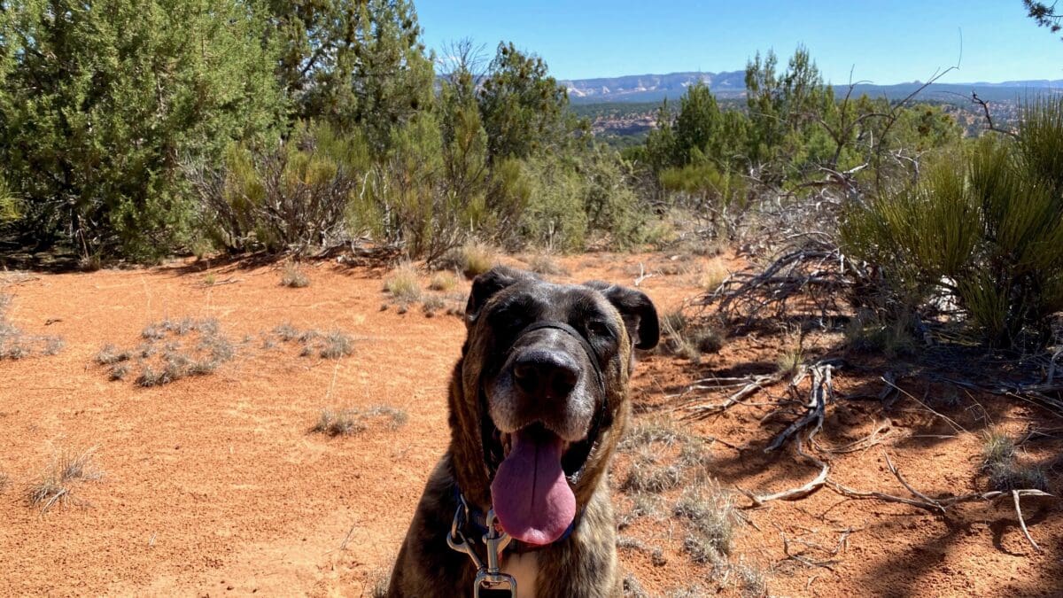 Pup smiling on a trail.