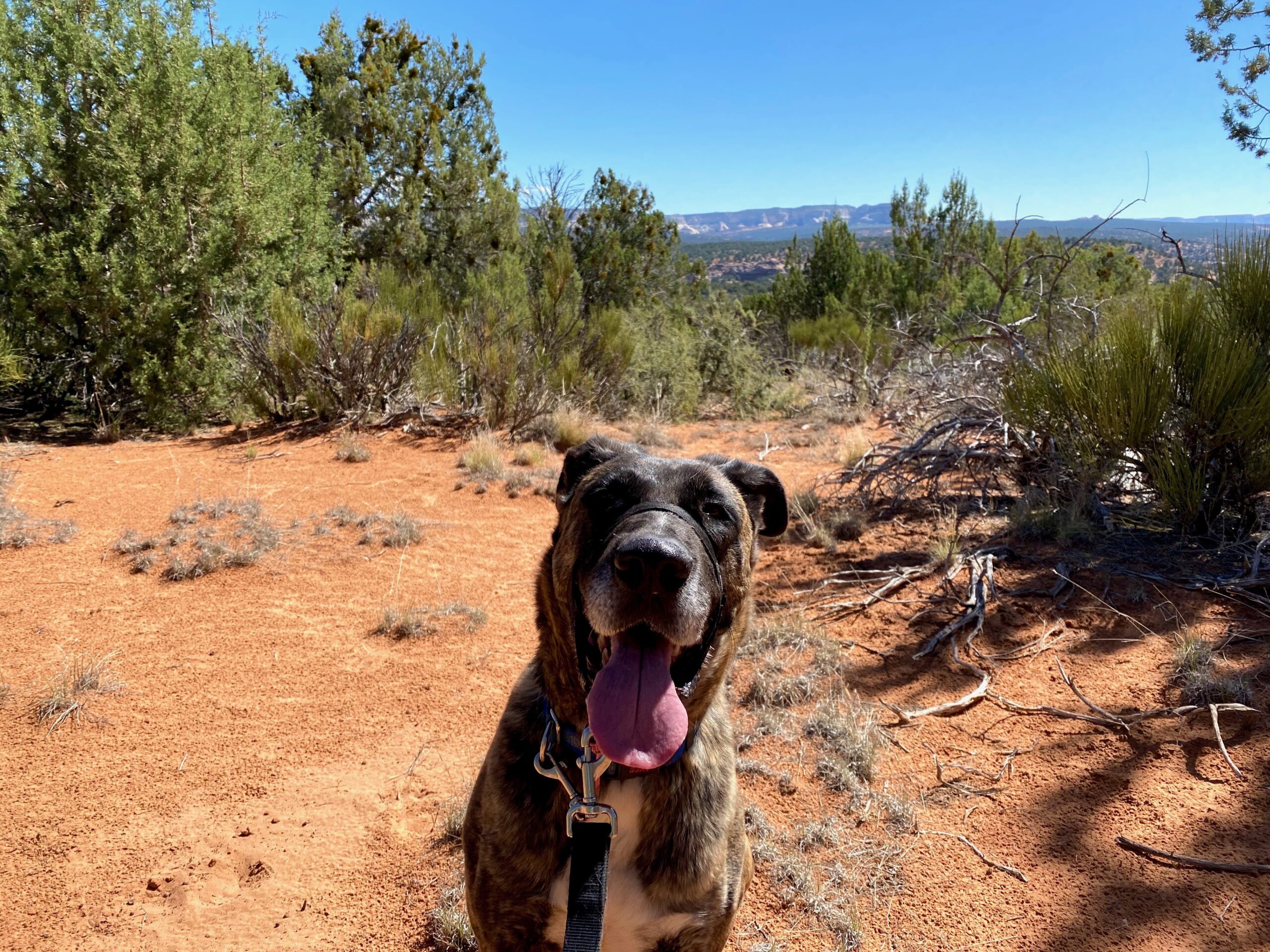 Pup smiling on a trail.