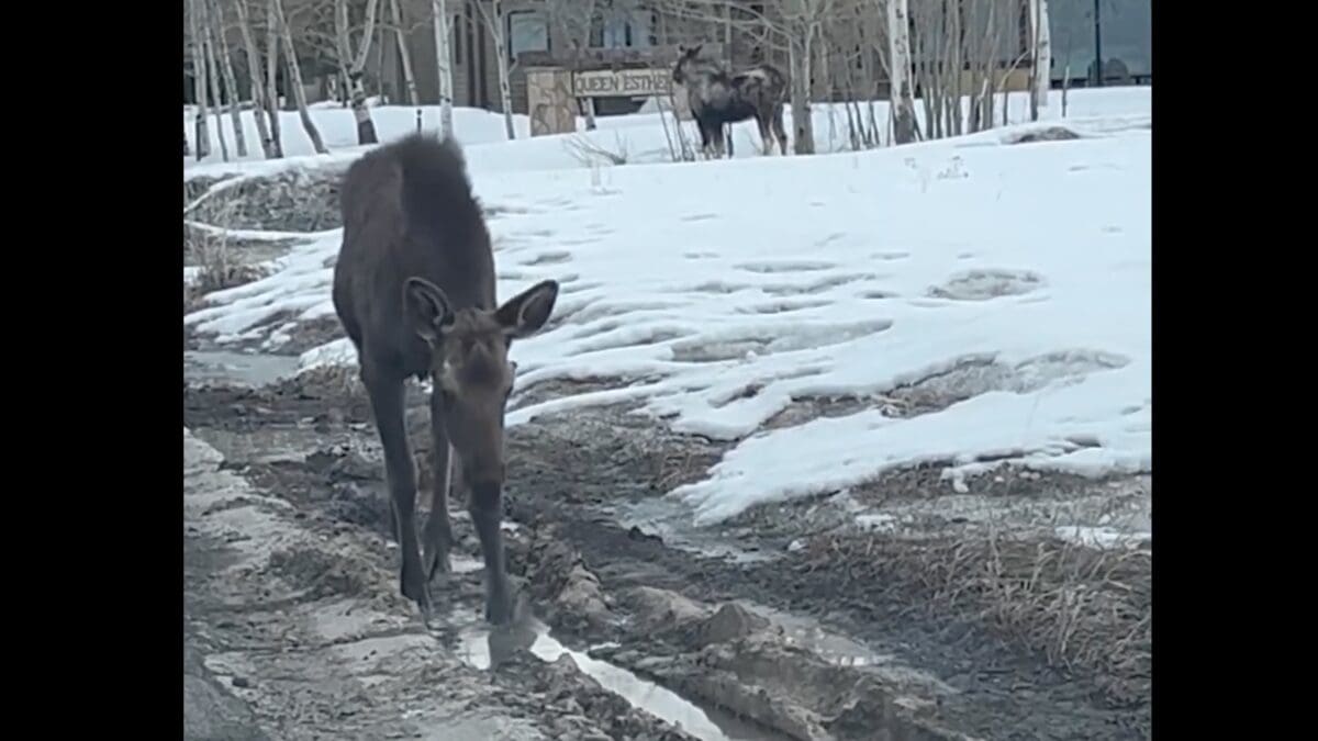 Two moose near Deer Valley Drive in Park City
