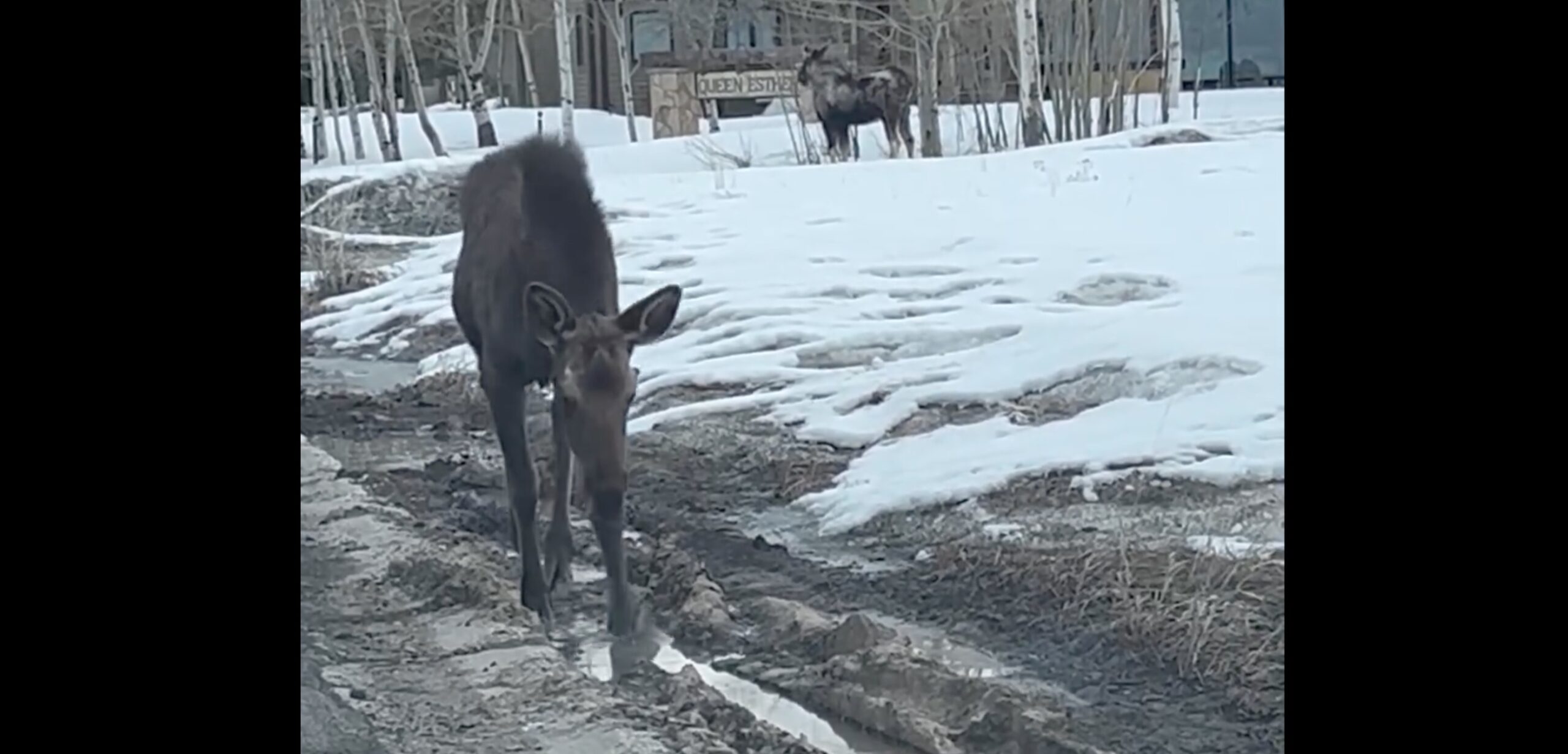 Two moose near Deer Valley Drive in Park City