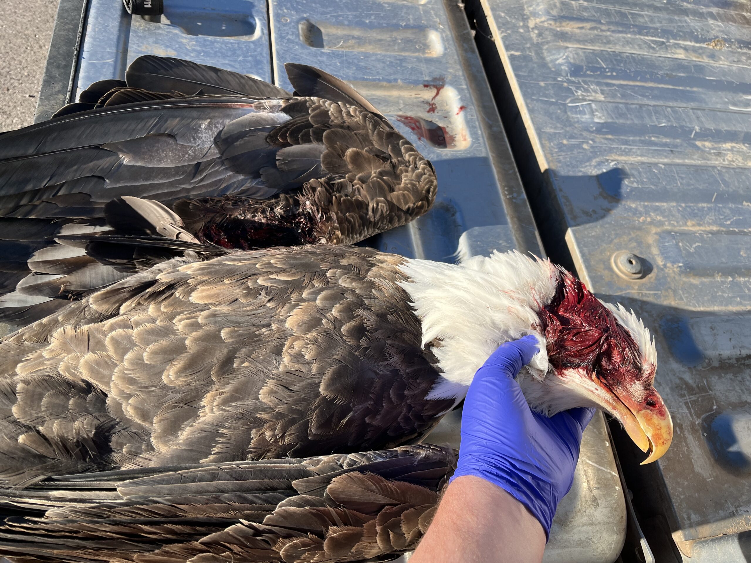 DWR conservation officers seeking information after bald eagle shot near Cedar City