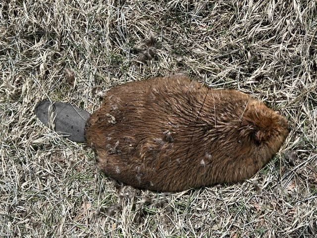 Multiple beavers have been found dead, due to Tuleramia in Summit and Wasatch counties in the last month.