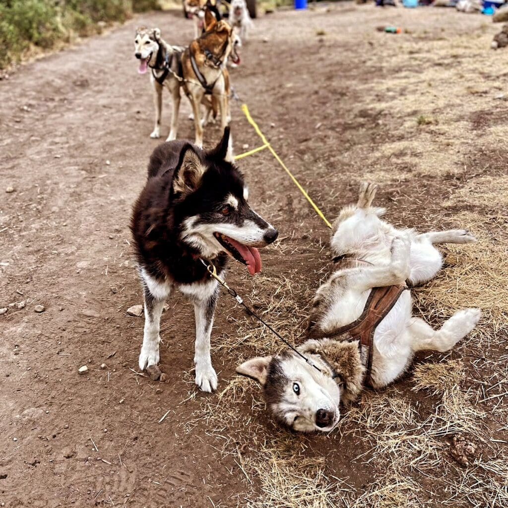 Happy, healthy dogs training with Rancho Luna Lobos. 