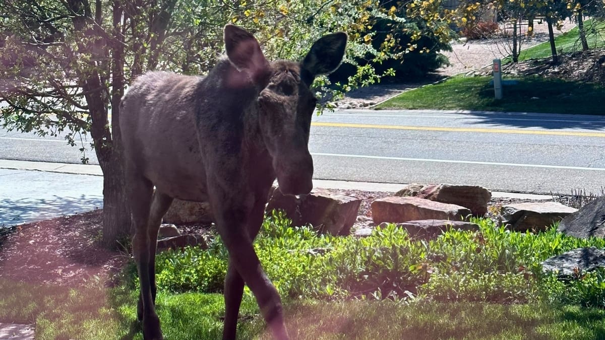 Moose in Park City.