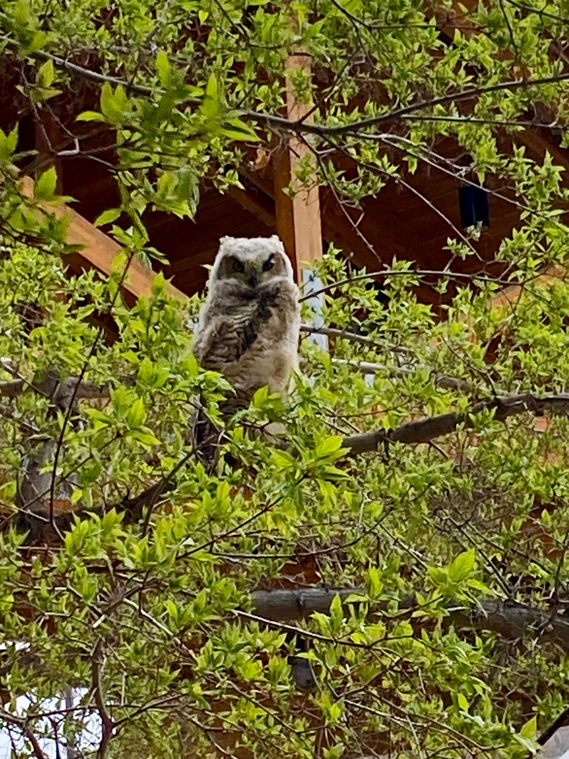 Great Horned Owl in a tree.