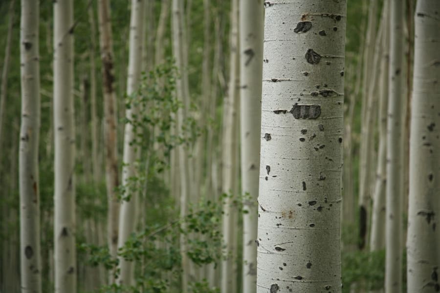 Aspen trees in the Ashley National Forest.
