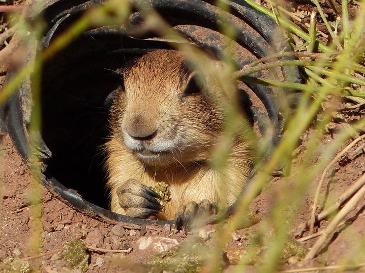 Utah prairie dog.