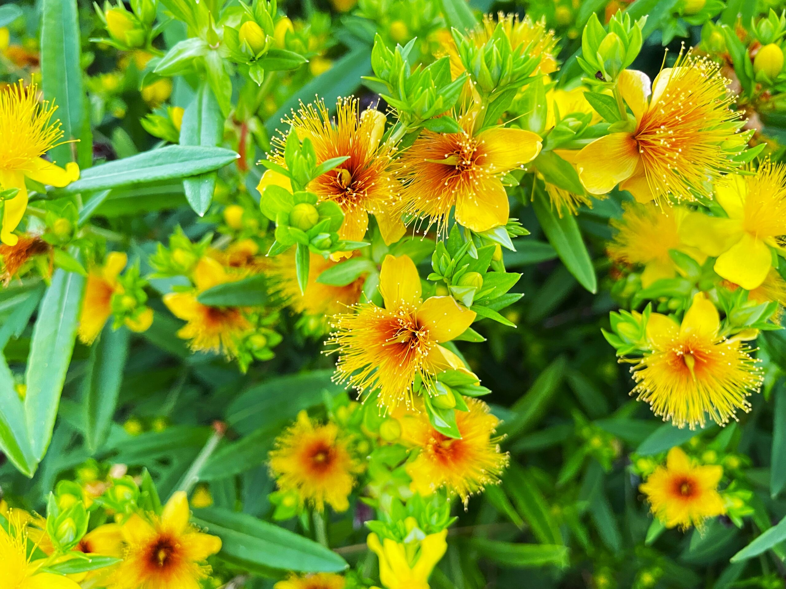 Common St. Johnswort / Hypericum perforatum