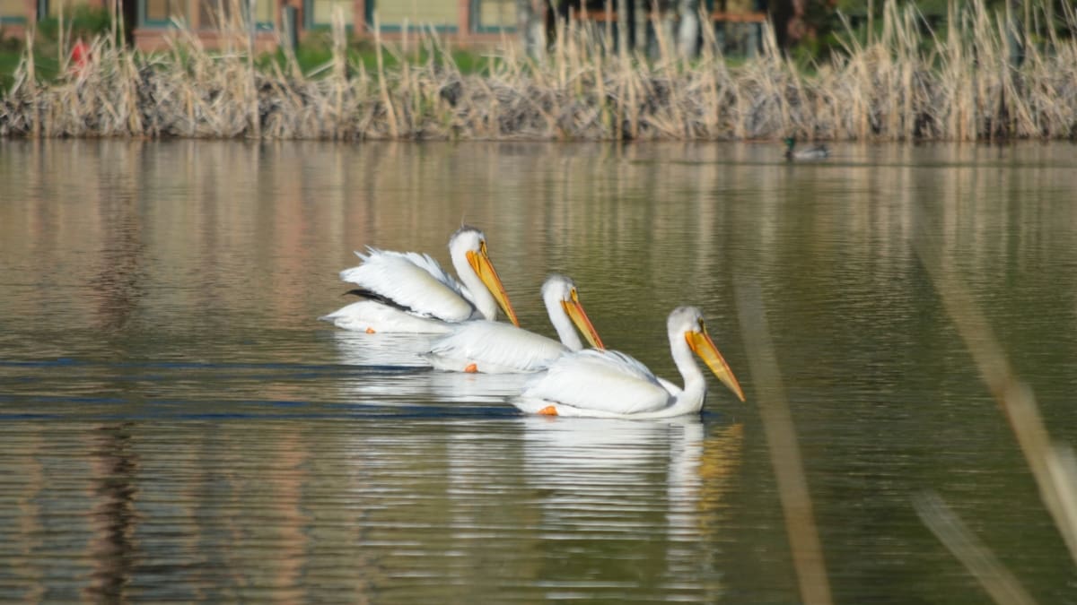 Pelicans in the lower Deer Valley Ponds May 31, 2024.