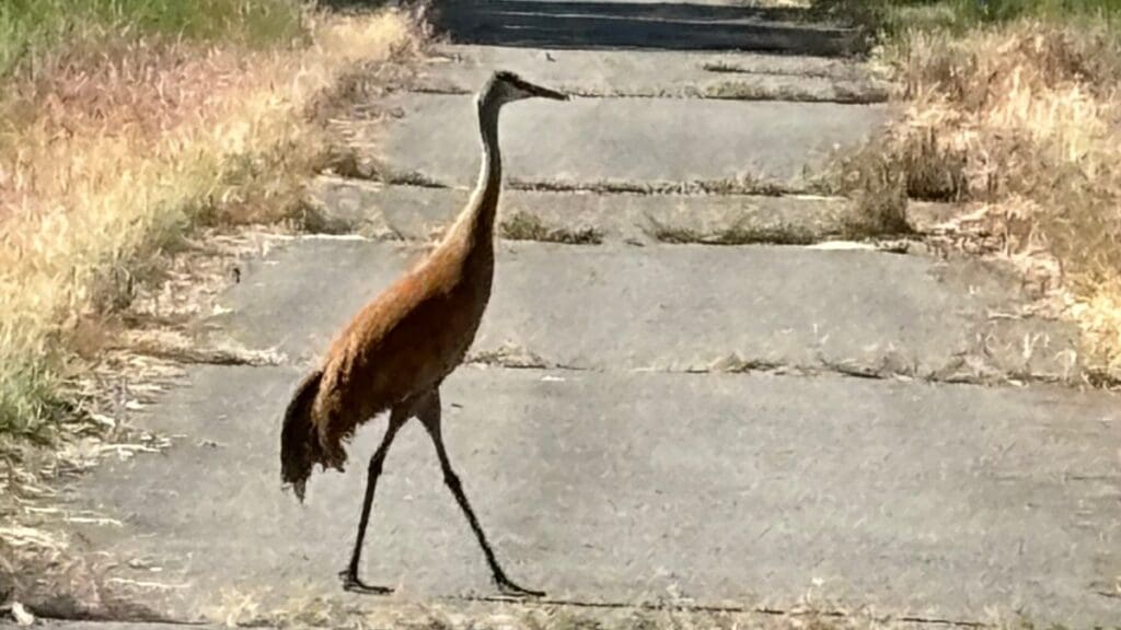 A Sandhill Crane takes a cruise on the Rail Trail in Coalville.