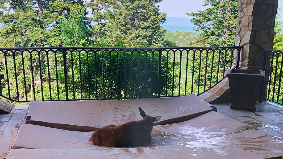 A moose posts up on a hot tub cover at a Sea to Ski client's home.