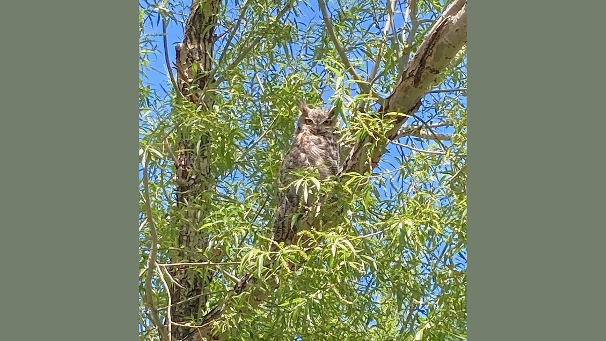 Great horned owl sitting in a tree.