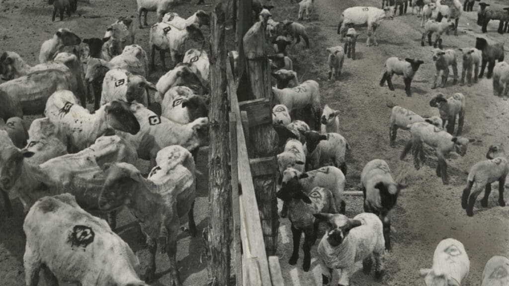 A 1939 photo showing sheep and lambs in pens at the Jeremy Ranch in Summit County, Utah.