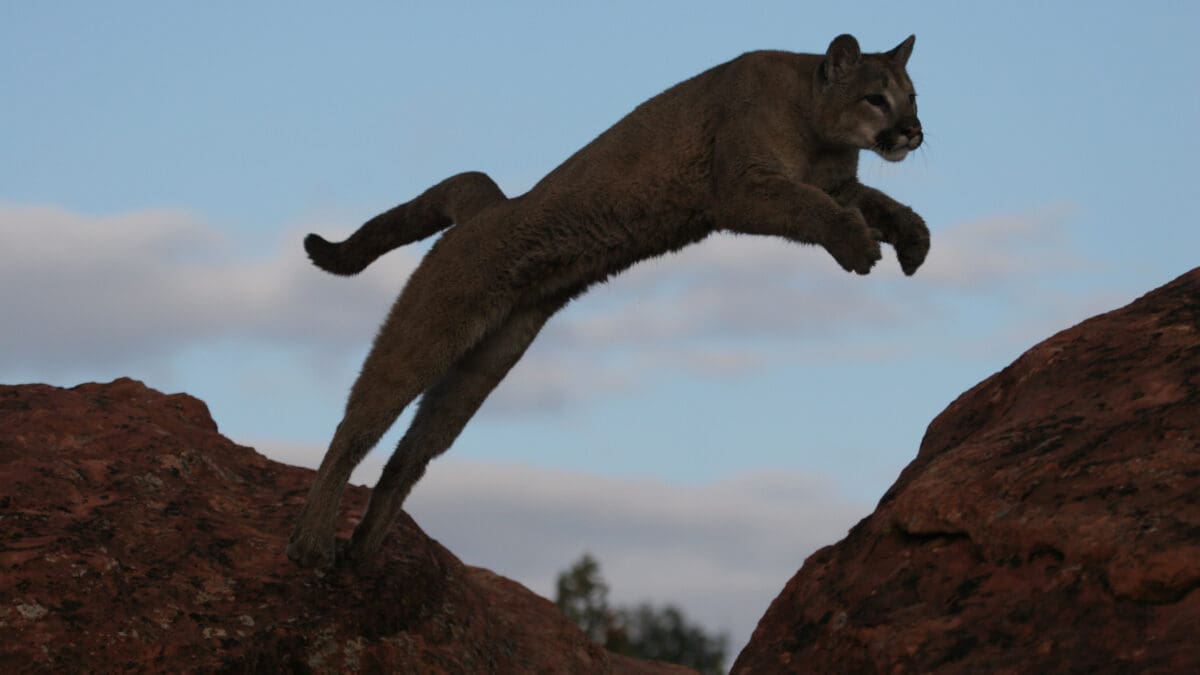 Cougar jumping from rock to rock.