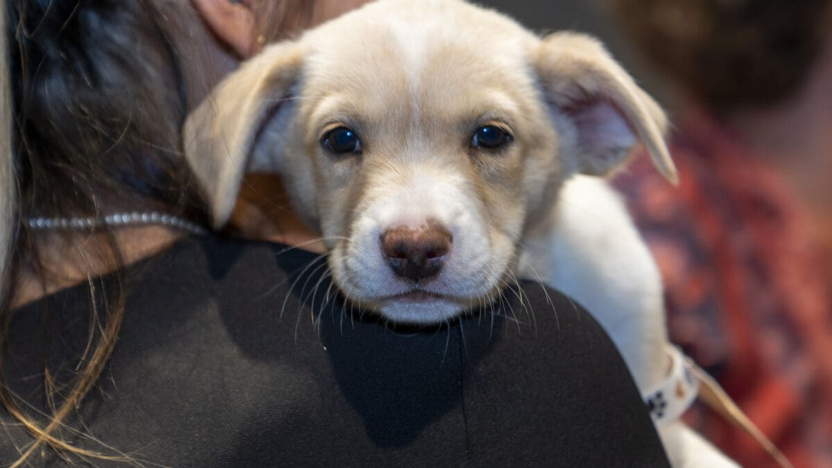 Puppy snuggles at last year's Nuzzles gala.